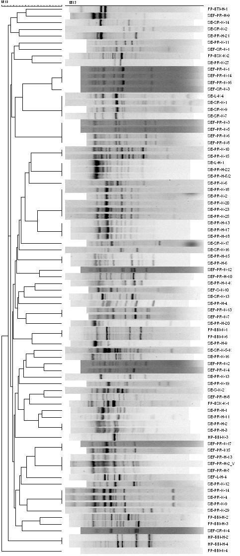 M8. A Gram-negatív izolátumok RAPD-PCR mintázatainak dendrogramja (M13) Jelölési kód magyarázata (balról jobbra haladva): SEF és FP talajkultúrás, SE és HP hidroponikus; PR főgyökér, SR mellékgyökér,