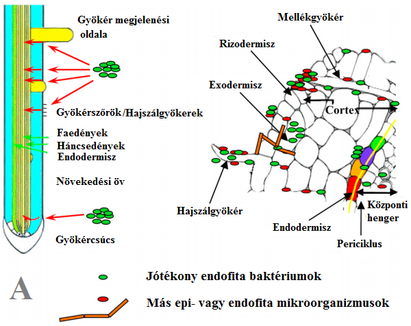 gyökérrendszerbe való bejutáshoz (Compant et al., 2010).
