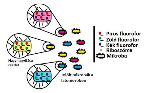A próbákat in silico tervezik, gyakorlatilag az adatbázisokban lévő ismert célszekvenciákhoz való illesztéssel, tervezési (Probe design) és összeillesztési eszközöket (Probe match) használva az olyan