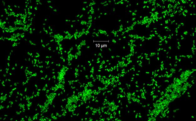 FA Mikroba: E. coli ATCC 8739 Ec/Sh_453 6-FAM 15 % FA Mikroba: L.