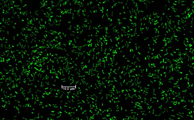 30% Mikroba: P. sp. HPBBIK3 Mikroba: E. coli ATCC 8739 Mikroba: E.