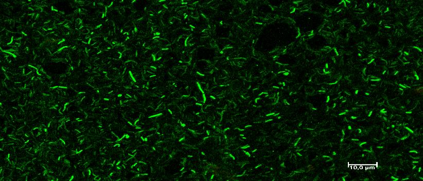 Mikroba: P. fluorescens CCM 2115 T Mikroba: P. fluorescens CCM 2115 T Mikroba: P. mendocina CCM 3590 T Mikroba: P.