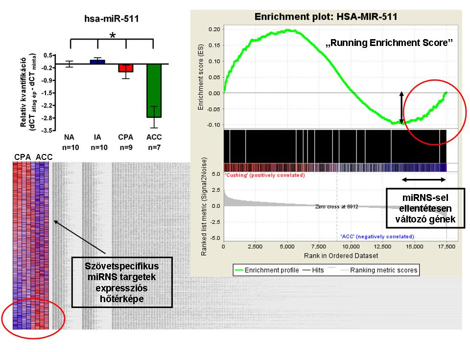 5. ábra: A szignifikánsan fokozott expressziójú mirns-sel ellentétes irányban változó targetek azonosítása Gene Set Enrichment Analysis (GSEA) szoftver segítségével A kortizol-termelő adenoma