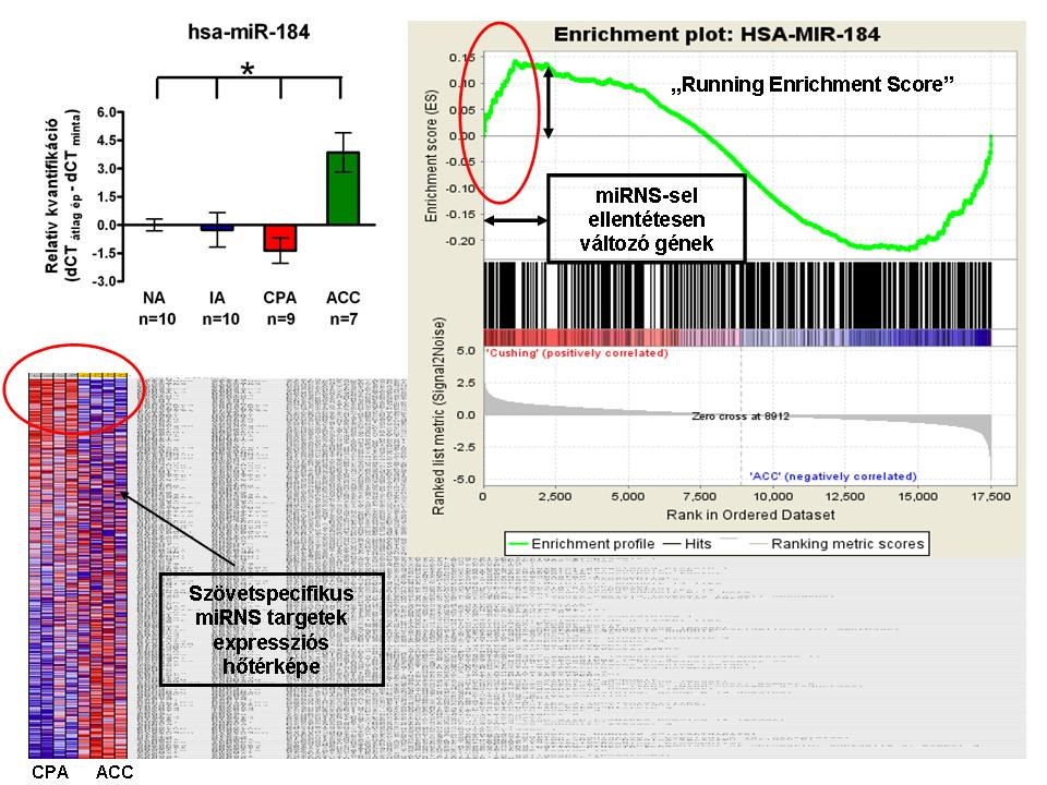 6. ábra: A szignifikánsan csökkent expressziójú mirns-sel ellentétes irányban változó targetek azonosítása Gene Set Enrichment Analysis (GSEA) szoftver segítségével A kortizol-termelő adenoma