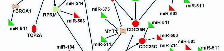 14. ábra: A sejtciklus G2/M ellenőrzőpontjának károsodása mellékvesekéreg carcinomákban Az egyes fehérjék közötti vonalak és