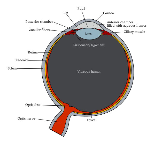 (can damage the retina) Cornea: absorbs far IR and