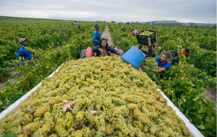 Page 4 of 5 A pince számára a legfontosabb fajták egyébként a chenin blanc és a pinotage, ezeknek, úgy gondoljuk, országos vonatkozásban is nagy a stratégiai jelentősége.