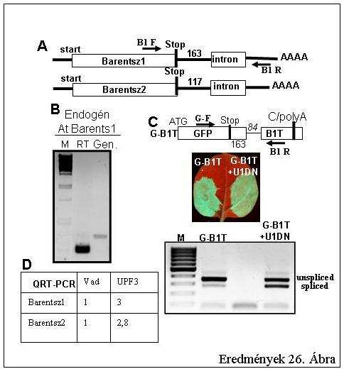 Eredmények 26. Ábra: A növényi intron-alapú NMD autoregulációja. (A) Az Arabidopsis Barentsz1 és 2 3 UTR-ok szerkezete. A téglalapok az exonokat, a vékony vonalak az intronokat jelölik.