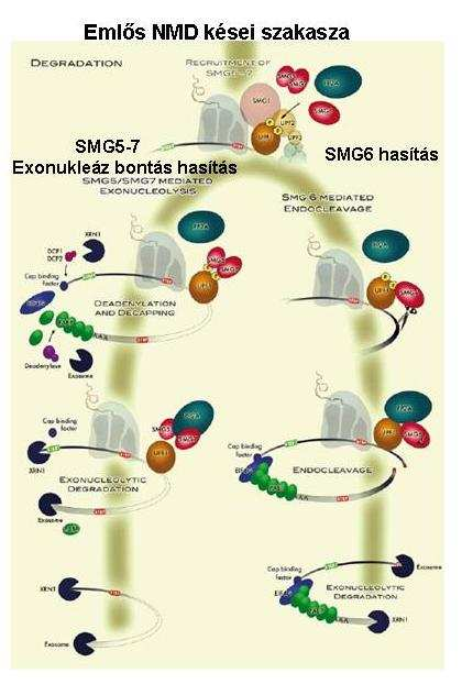 doménje révén köti, majd az SMG7 C-terminális régiója az NMD komplexhez kapcsolódó PTC tartalmú transzkript gyors degradációját idézi elő.