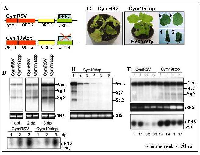 Eredmények 2. Ábra: A P19 hiányában a szisztemikus silencing hatékonyan védi a növényt a CymRSV-től. (A) A CymRSV, illetve az inaktív P19-et hordozó Cym19stop mutáns vírus genomszerveződése.