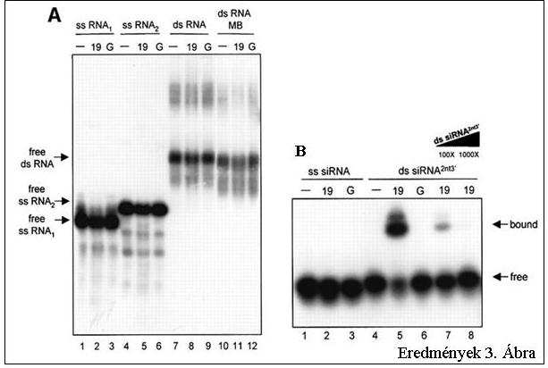 Eredmények 3. Ábra: A P19 egy méretspesifikus dsrns-kötő fehérje. (A) A P19 in vitro nem köt sem egyszálú (ss), sem kétszálú (ds) hosszú RNS-t.