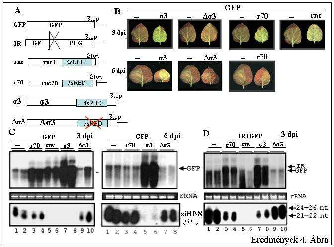 Eredmények 4. Ábra: A hosszú dsrns-kötő fehérjék is hatékony silencing szupresszorok lehetnek. (A) A GFP ko-infiltrációs kísérletekben használt konstrukciók nem méretarányos vázlata.