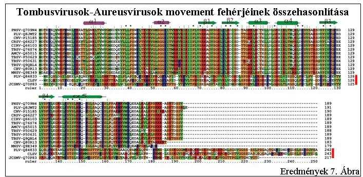 Eredmények 7. Ábra: Az Aureusvirus és Tombusvirus movement proteinek (MP) konzerváltak. Az elérhető Aureusvirus (piros vonallal jelölve) és Tombusvirus ORF4-ek által kódolt MP-ek összehasonlítása.
