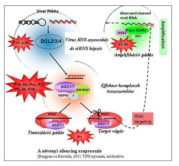 rokon virusnemzetség szupreszorainak összehasonlító elemzésével, hogyan alakulhatott ki a méretszelektív dsrns-kötésen alapuló gátlás. Rajz 8. A növényi RNS silencing szupressziója I.10.