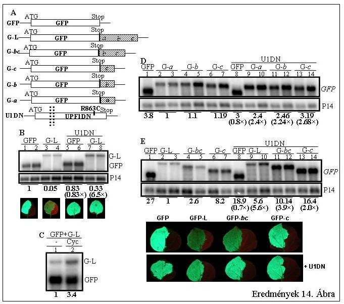 Eredmények 14. Ábra: GFP alapú tranziens növényi NMD rendszer. (A) A konstrukciók (nem méretarányos) rajza. A P14 nincs feltüntetve. (B) Az abc szakasz a GFP stop után is hatékony NMD-t vált ki. N. benthamiana leveleket GFP kontroll és G-L NMD teszt konstrukcióval infiltráltuk, illetve ugyanezeket a konstrukciókat ko-infiltráltuk U1DN-nel.