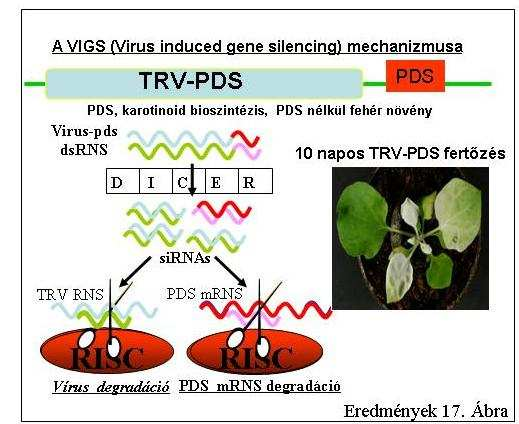 növényi NMD sok gén finomszabályozásában (gyenge NMD célpontok) és viszonylag kevés gén alapregulációjában (erős NMD célpontok) játszhat szerepet, valószínűleg nem érintik. II. 4.