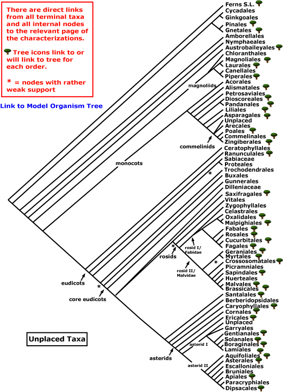 Zárvatermő rendek kladogramja (2016-os összesítés - www.mobot.