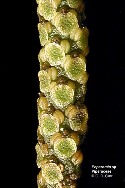 Piperaceae Szórt