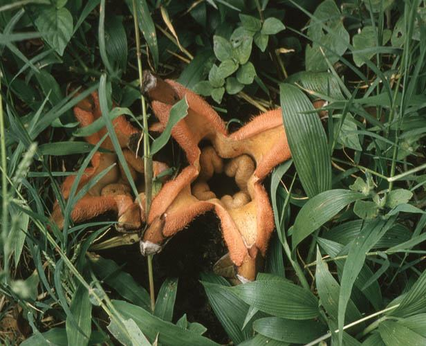 Hydnoraceae Hydnora