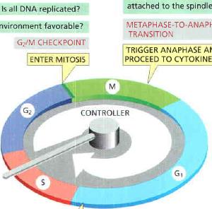 A sejtciklus ellenőrző pontjai G 2 ellenőrző pont: G2/M ellenőrző pont Kérdés: Replikálódott-e a DNS? Megfelelőek-e a körülmények?