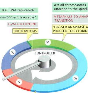 A sejtciklus ellenőrző pontjai M ellenőrző pont: Anafázis ellenőrző pont Kérdés: