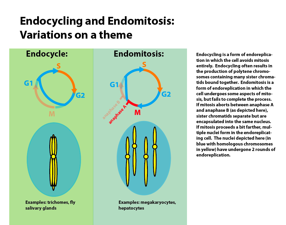 A sejtciklus változatai szabálytalan sejtciklusok endoreplikáció A folyamat során kimarad vagy nem zajlik te teljesen a mitózis: a sejtek nem válnak szét.