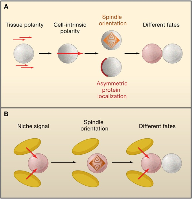 Speciális sejtsorsok: őssejtek asszimetrikus osztódás Intrinsic út: Egyenlőtlen citoplazma/ fehérje megoszlás eredményeképp az osztódást követően a két sejt nem lesz egyenértékű