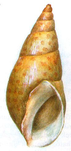 a tekercs Fagotia acicularis - folyamcsiga