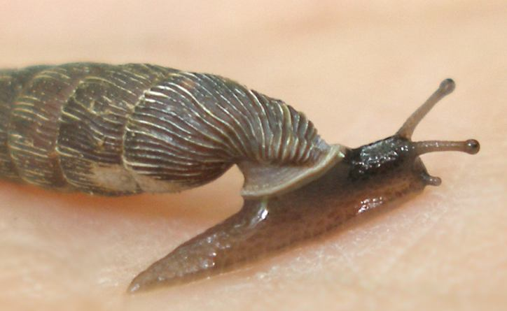 Gastropoda -