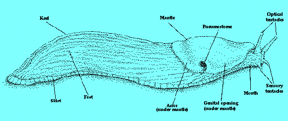 Limacidae - meztelencsigák héj a köpenypajzs alatt