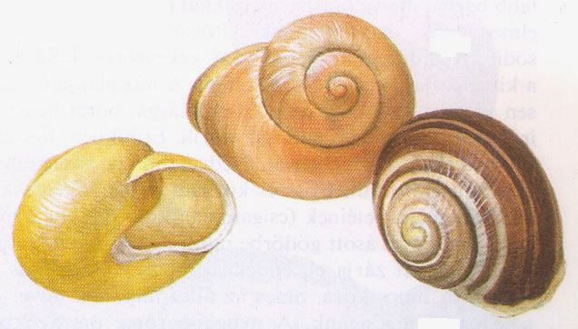 V Cepaea hortensis