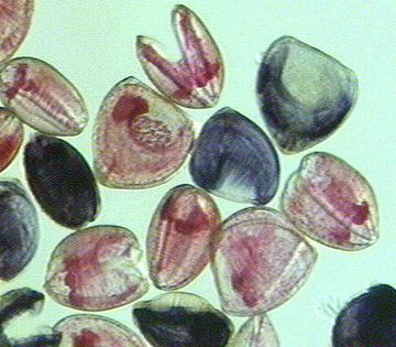 Az Unionidae családban a kagylók glochidium lárvával fejlődnek. A glochidium az anyaállatot elhagyva halak testére kapaszkodik.