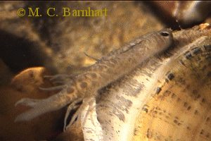 halat utánzó Unionidae (Lampsilis reeveiana,