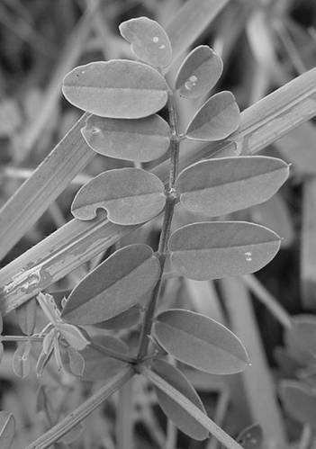 (Astragalus,