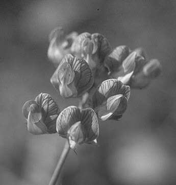 Coronilla, Vicia, Lathyrus, Lotus)