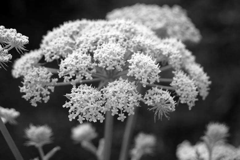 cs: Ernyısök - Apiaceae (Umbelliferae)