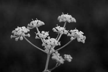 Heracleum, Laser, Conium,