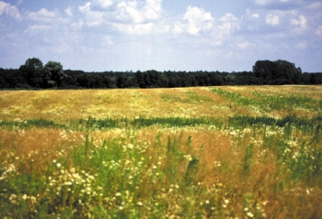 LANSZKI J.