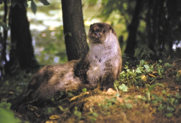 LANSZKI J.