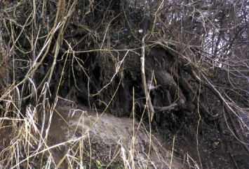 42 NATURA SOMOGYIENSIS 22.