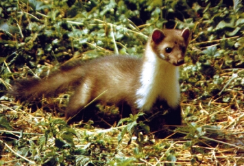 LANSZKI J.