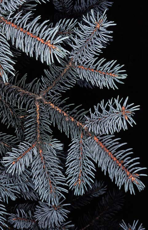 züstfenyő (Picea pungens) Alaktani jellemzők: A lucfenyőhöz hasonló, attó leginkább