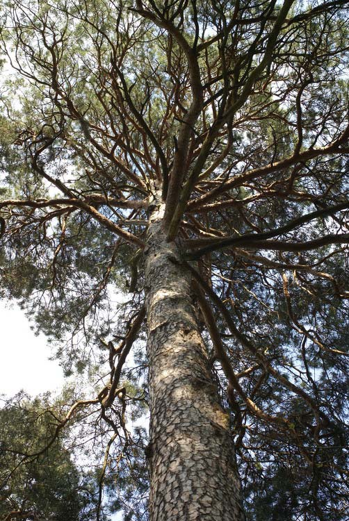 Erdeifenyő (Pinus sylvestris) Alaktani jellemzők: Akár 40 méteres magasságot is elérő, fiatalon kúpos, később ernyő alakúan kiszélesedő lombkoronájú fa.