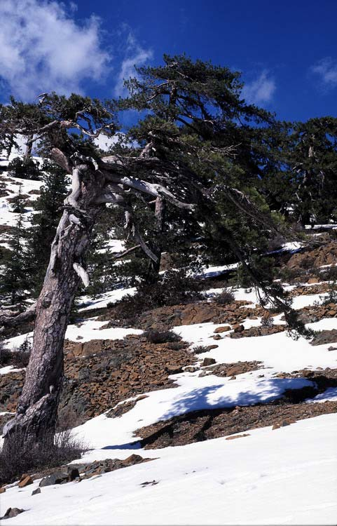 Feketefenyő (Pinus nigra) Alaktani jellemzők: Legfeljebb 20 méter magas fafaj, kérge sötétszürke. 8-15 cm hosszúságú tűlevelei párosával állnak.