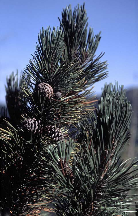 Törpefenyő (Pinus mugo) Alaktani jellemzők: 1-3,5 m magasságúra növő örökzöld cserjefaj. Tőlevelei párosával állnak, 2-5 cm hosszúak. Tobozai kicsik, 2-5 cm hosszúságúak, pikkelycsúcsuk lapos.