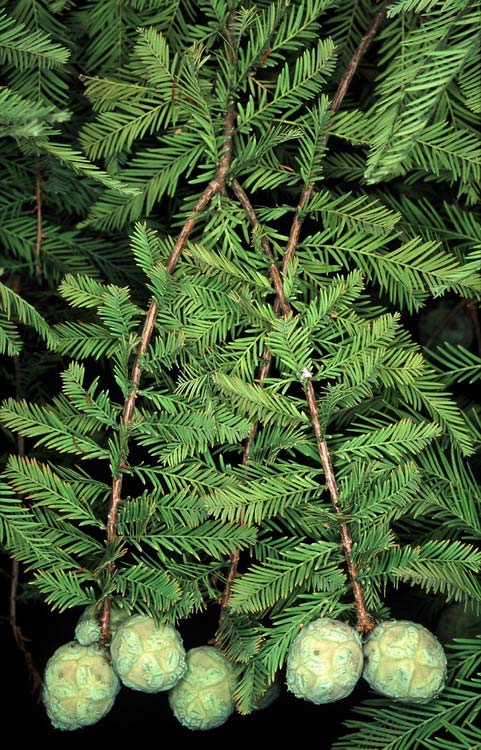 Mocsárciprus (Taxodium distichum) Alaktani jellemzők: Akár 50 méter magasságot is elérő lombhullató fafaj. Lombkoronája fiatalon kúp alakú, később szétterül. Tűlevelei laposak, kb.