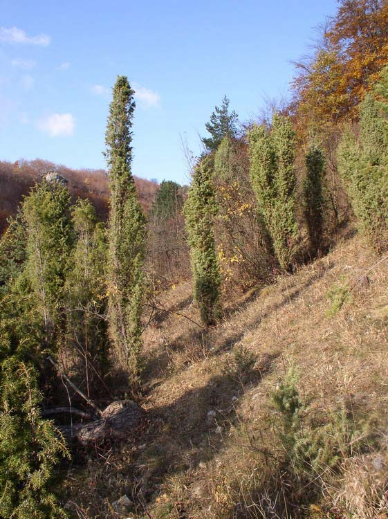 Közönséges boróka (Juniperus communis ) Alaktani jellemzők: 1-5 méter magasságot elérő örökzöld faj. 1- cm hosszúságú, hegyes, igen szúrós tűlevelei hármas örvökben állnak, mereven elállnak.