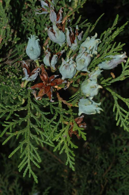 Keleti tuja (Biota orientalis) Alaktani jellemzők: Örökzöld cserje vagy kisebb fa. Hajtásai függőleges síkba rendeződnek, a középső pikkelylevélsor levelein bemélyedések láthatók.