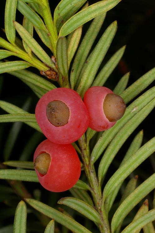 Tiszafa Taxus baccata) Alaktani jellemzők: Legfeljebb 20 méte magasságot elérő, de rendszerint csak 2-10 méteres, örökzöld cserje vagy kisebb fa.