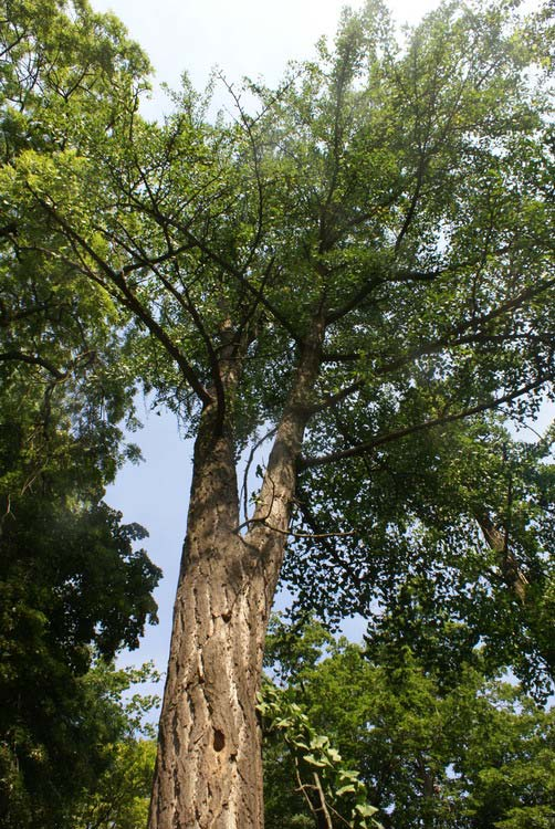 Páfrányfenyő (Ginkgo biloba) Alaktani jellemzők: Fiatal korban karcsú, később terebélyes koronájú, lombhullató, kétlaki fa. Levelei legyező alakúak, villás erezetűek, kétlebenyűek.